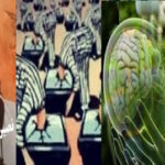 تاثیرات اوپیوم برروان یک جامعه!